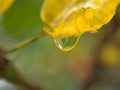 Closeup yellow leaf with water drops with blurred background ,macro image ,dew on nature leaves ,sweet color for card design Royalty Free Stock Photo