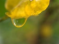 Closeup yellow leaf with water drops with blurred background ,macro image ,dew on nature leaves ,sweet color for card design Royalty Free Stock Photo