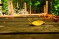 closeup yellow leaf on wooden walkway