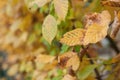 Yellow leaves on a hornbeam branches in a autumn day