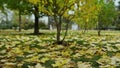 Closeup yellow leaves laying on ground. Green grass under golden foliage. Royalty Free Stock Photo