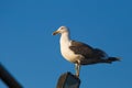Closeup of a Yellow-legged gullbird, Larus michahellis Royalty Free Stock Photo