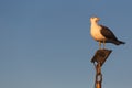 Closeup of a Yellow-legged gullbird, Larus michahellis Royalty Free Stock Photo