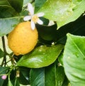 Yellow lemon on branch Royalty Free Stock Photo