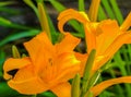 Closeup of Yellow Lilies