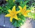 Closeup of Yellow Lillies With Sunshine