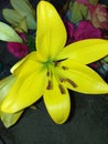 A closeup of a yellow lily
