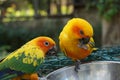 Yellow lovebird parrots eating dry sunflower seed from the stainless bowl. animal feeding