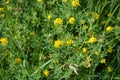 Alfalfa sickle Medicago falcata blooms in nature.In nature, alfalfa blooms yellow