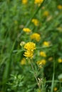 Alfalfa sickle Medicago falcata blooms in nature.In nature, alfalfa blooms yellow