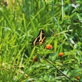 Closeup of a yellow Malachite standing on an orange flower with sunlit grass blurred background