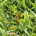 Closeup of a yellow Malachite standing on an orange flower with sunlit grass blurred background