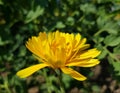 Yellow marigold flower on meadow. Royalty Free Stock Photo