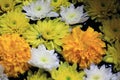 Closeup yellow marigold flower with white and yellow dandelions floating on the water in the pottery water. Royalty Free Stock Photo