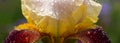 Close-up yellow maroon iris with water drops Royalty Free Stock Photo