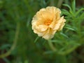 Closeup yellow moss-rose purslane ,succulent flower plant in the garden with green blurred background,sweet color, s Royalty Free Stock Photo