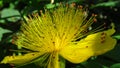 Hypericum androsaemum Albury Purple blossom. Closeup of yellow garden flowers blooming in summer. Royalty Free Stock Photo