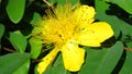 Hypericum androsaemum Albury Purple blossom.Closeup of yellow garden flowers blooming in summer. Royalty Free Stock Photo