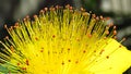 Hypericum androsaemum Albury Purple blossom.Closeup of yellow garden flowers blooming in summer. Royalty Free Stock Photo