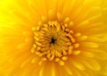 Closeup of yellow mum