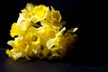 Yellow narcissus Royalty Free Stock Photo