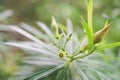 Closeup Yellow Oleander flower bud and small green leaves with yellow sunlight and defocus bokeh background. Royalty Free Stock Photo