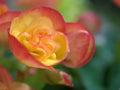 Closeup yellow- orange begonia flowers in garden with soft focus and blureed Royalty Free Stock Photo