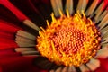 closeup of the yellow-orange center of a flower from the gerbera or African daisy family, with part of its petals red and brown Royalty Free Stock Photo