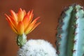 Closeup Yellow orange color of blooming cactus flower is a species of white thorn cactus plant