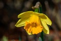 Closeup of yellow and orange daffodil blooming in the sun, with a green aphid on Royalty Free Stock Photo