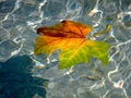 closeup of yellow, orange and green color autumn maple leaf floating on top of blue water Royalty Free Stock Photo