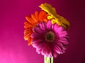 Closeup 3 yellow orange pink gerbera flowers on a bright pink background Royalty Free Stock Photo