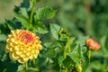 Closeup of a yellow, orange pompon dahlia. Royalty Free Stock Photo