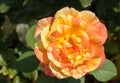 Closeup of yellow and orange rose