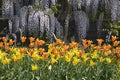 Closeup yellow and orange tulips and wisterias