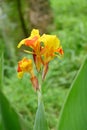 closeup the yellow orange wild flowers with bloom and green leaves soft focus natural yellow green background Royalty Free Stock Photo