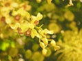 Yellow orchids Dendrobium lindley, Orchidaceae, Dendrobium phalaenopsis beautiful bouquet on blurred of nature background Royalty Free Stock Photo