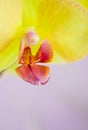 Closeup of yellow orchids on a pink pbackground Royalty Free Stock Photo