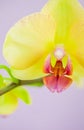 Closeup of yellow orchids on a pink pbackground Royalty Free Stock Photo