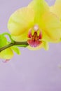 Closeup of yellow orchids on a pink pbackground Royalty Free Stock Photo