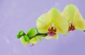 Closeup of yellow orchids on a pink pbackground Royalty Free Stock Photo