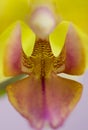 Closeup of yellow orchids on a pink pbackground Royalty Free Stock Photo