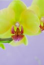Closeup of yellow orchids on a pink pbackground Royalty Free Stock Photo