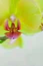 Closeup of yellow orchids on a pink pbackground Royalty Free Stock Photo