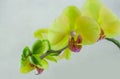 Closeup of yellow orchids on a pink pbackground Royalty Free Stock Photo