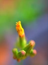 Closeup yellow Oriental false hawksbeard flowers in garden with blurredbackground