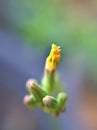 Closeup yellow Oriental false hawksbeard flowers in garden with blurredbackground