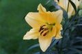 Close up of the yellow Oriental Lily Corcovado flower Royalty Free Stock Photo