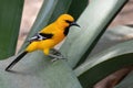 Closeup of a Yellow Oriole Royalty Free Stock Photo