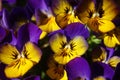 Closeup of Yellow Pansies